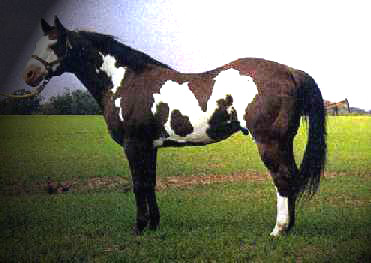 Yellow Mount